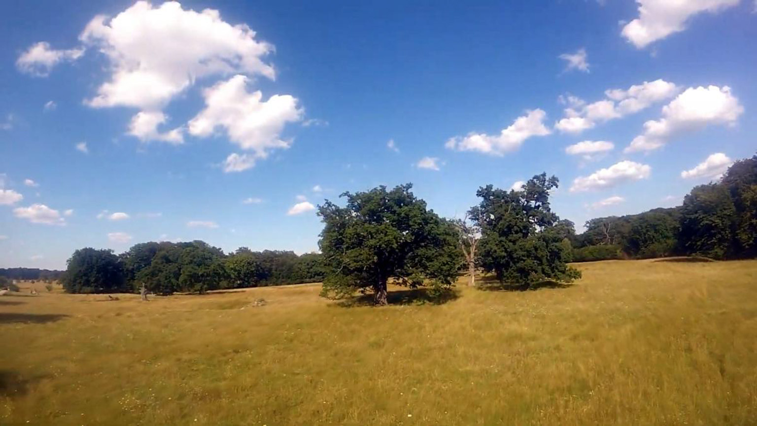 Breite Oak Reserve Sighișoara